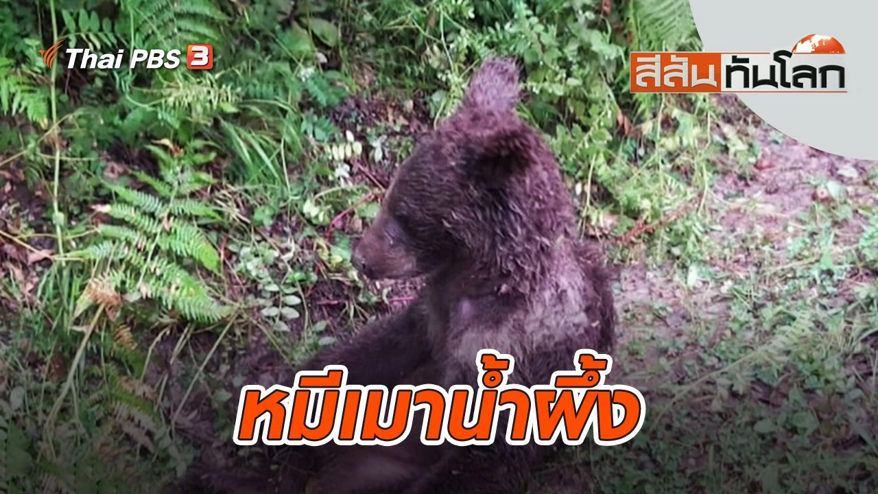 หมีเมาน้ำผึ้ง | สีสันทันโลก | 21 ส.ค. 65