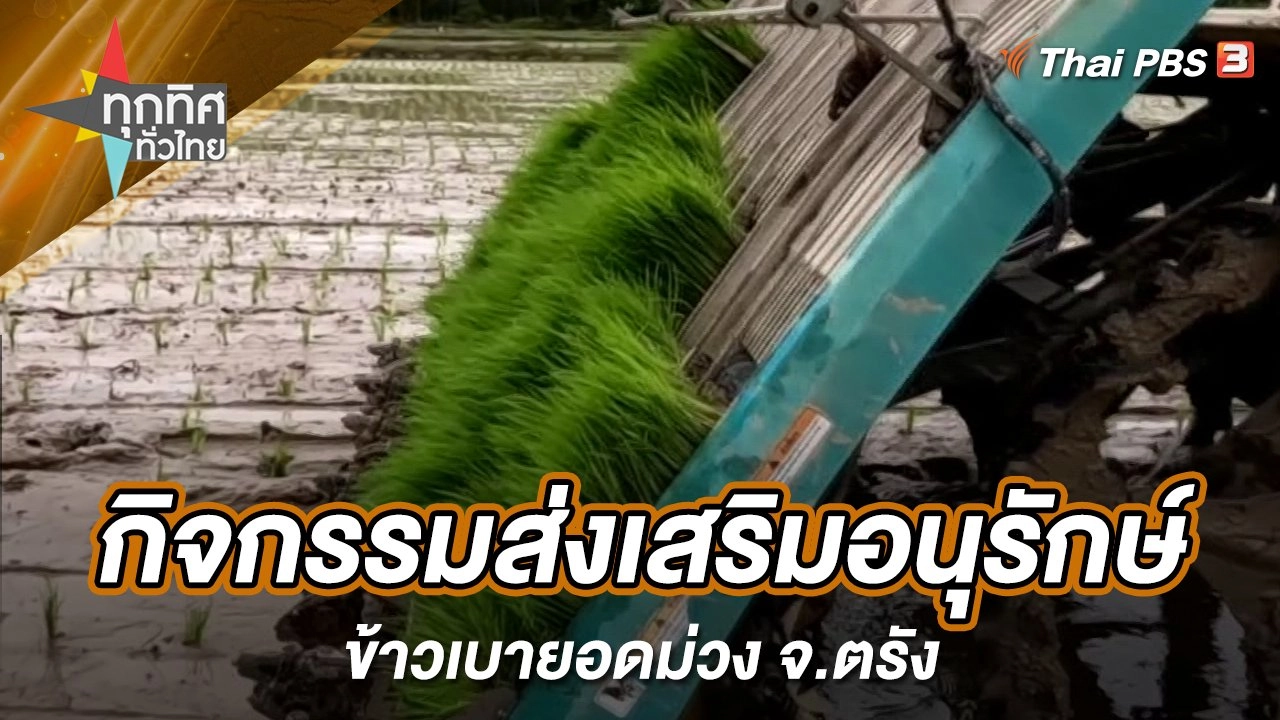 กิจกรรมส่งเสริมอนุรักษ์ข้าวเบายอดม่วง จ.ตรัง