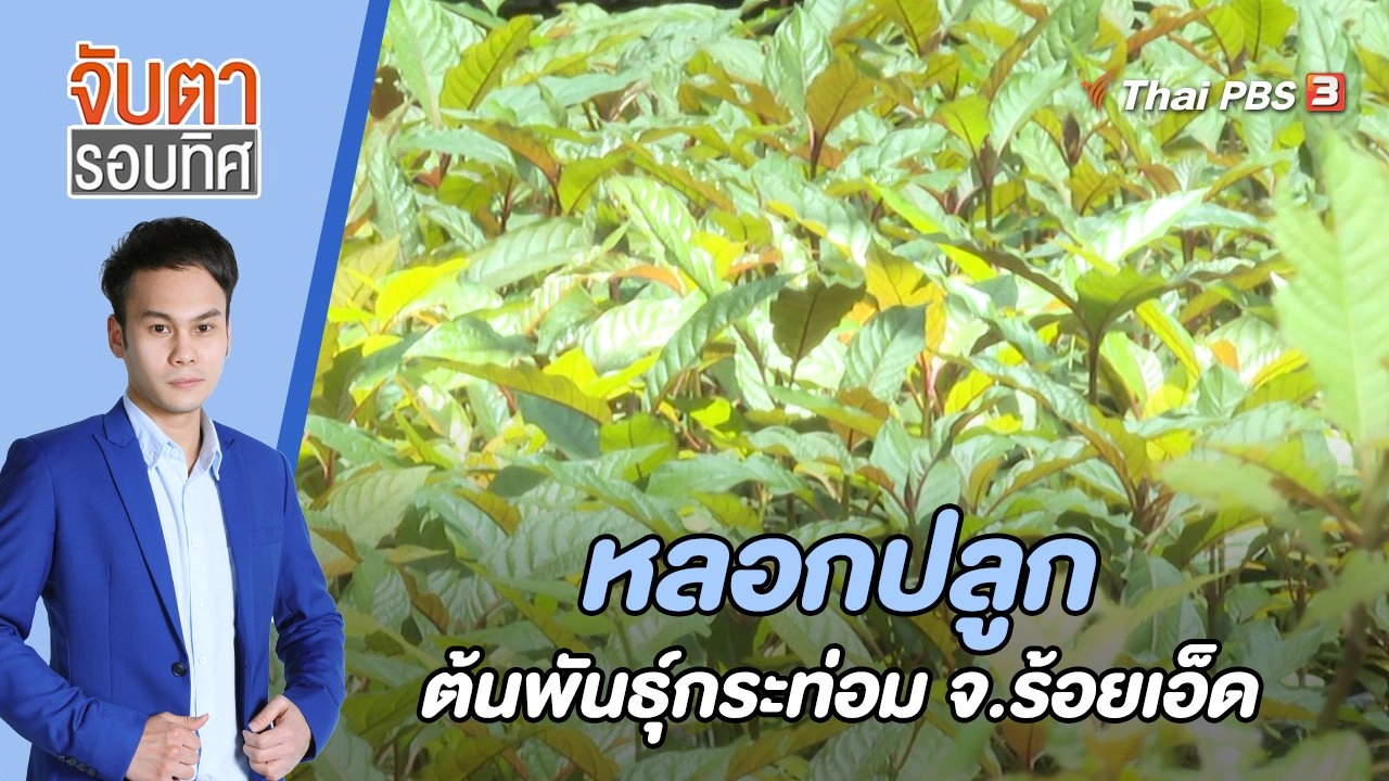 หลอกปลูกต้นพันธุ์กระท่อม จ.ร้อยเอ็ด | 30 ส.ค. 65