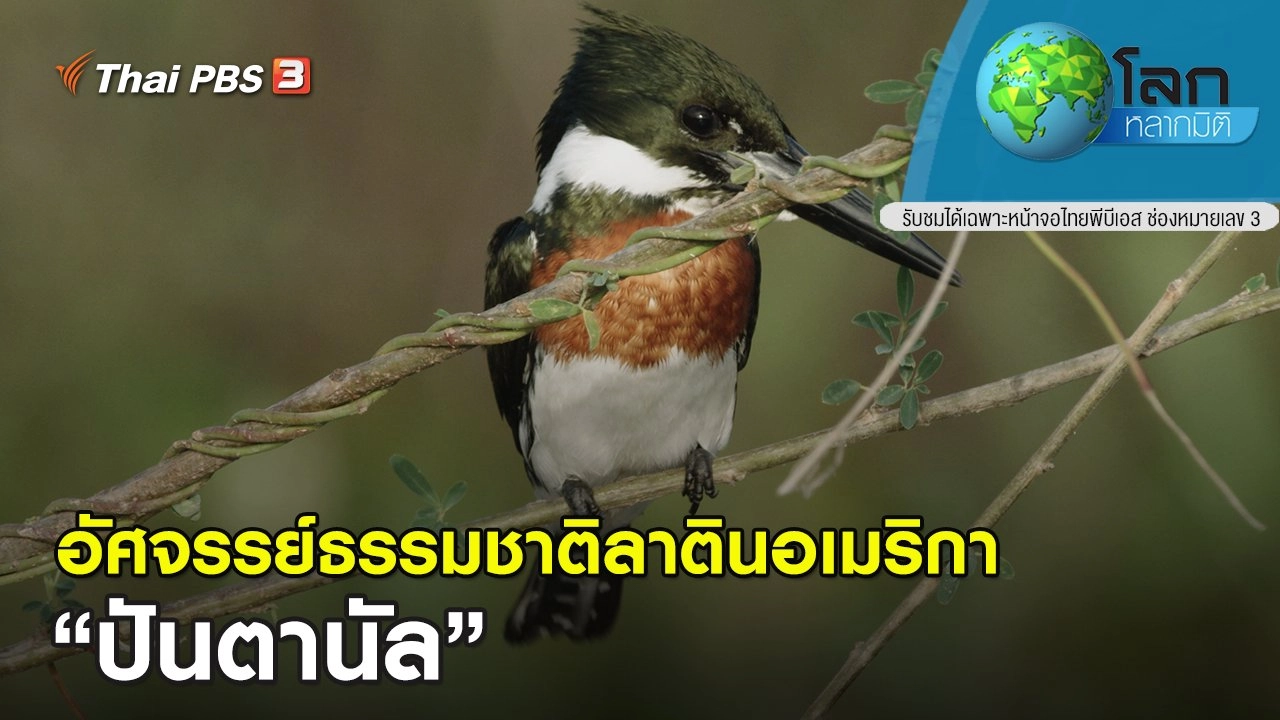 อัศจรรย์ธรรมชาติลาตินอเมริกา ตอน ปันตานัล
