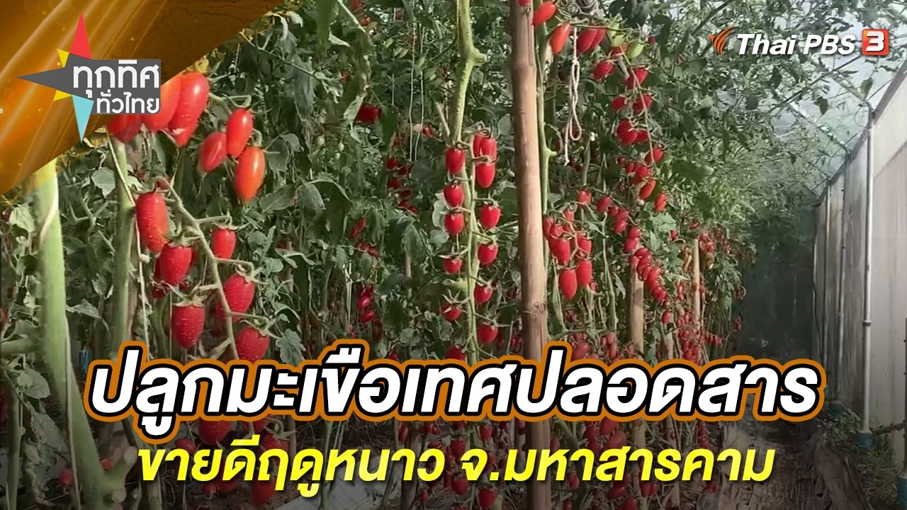 ปลูกมะเขือเทศปลอดสารขายดีฤดูหนาว จ.มหาสารคาม