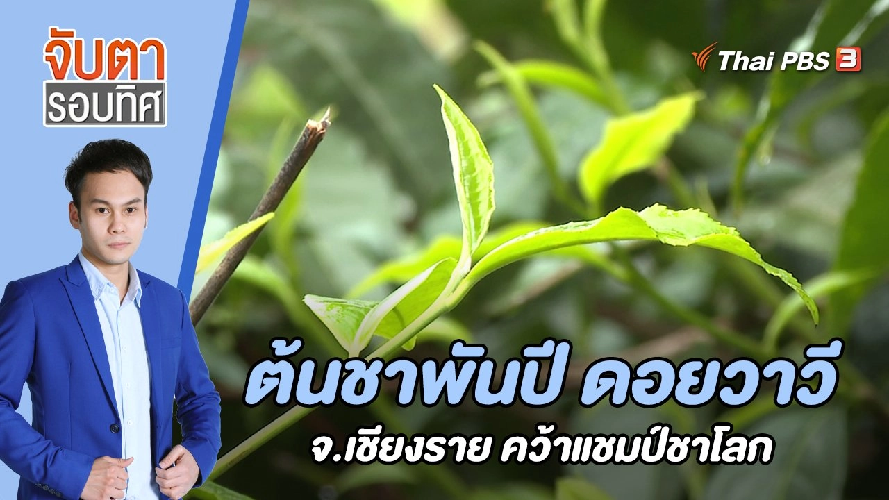ต้นชาพันปี ดอยวาวี จ.เชียงราย คว้าแชมป์ชาโลก | 14 ธ.ค. 65