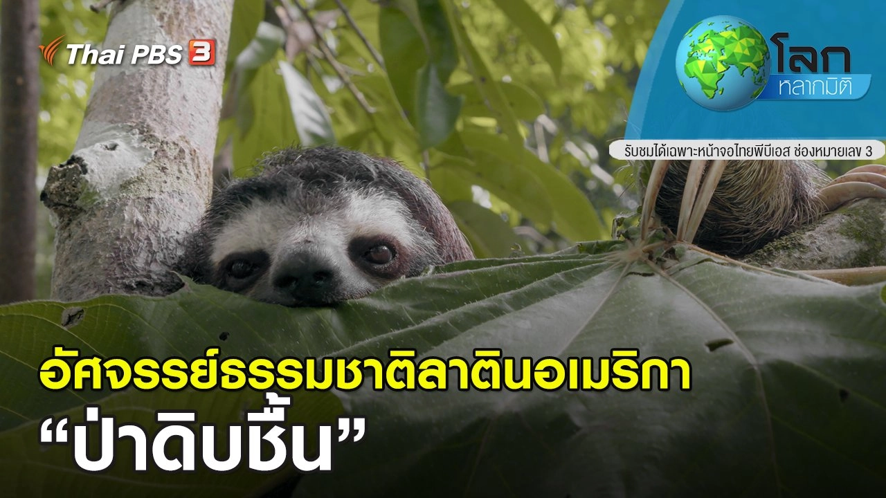อัศจรรย์ธรรมชาติลาตินอเมริกา ตอน ป่าดิบชื้น