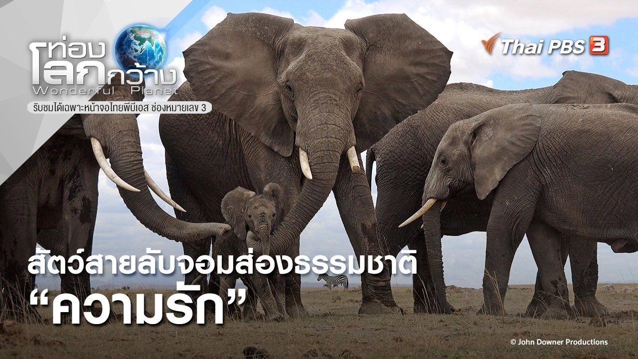 สัตว์สายลับจอมส่องธรรมชาติ ตอน ความรัก