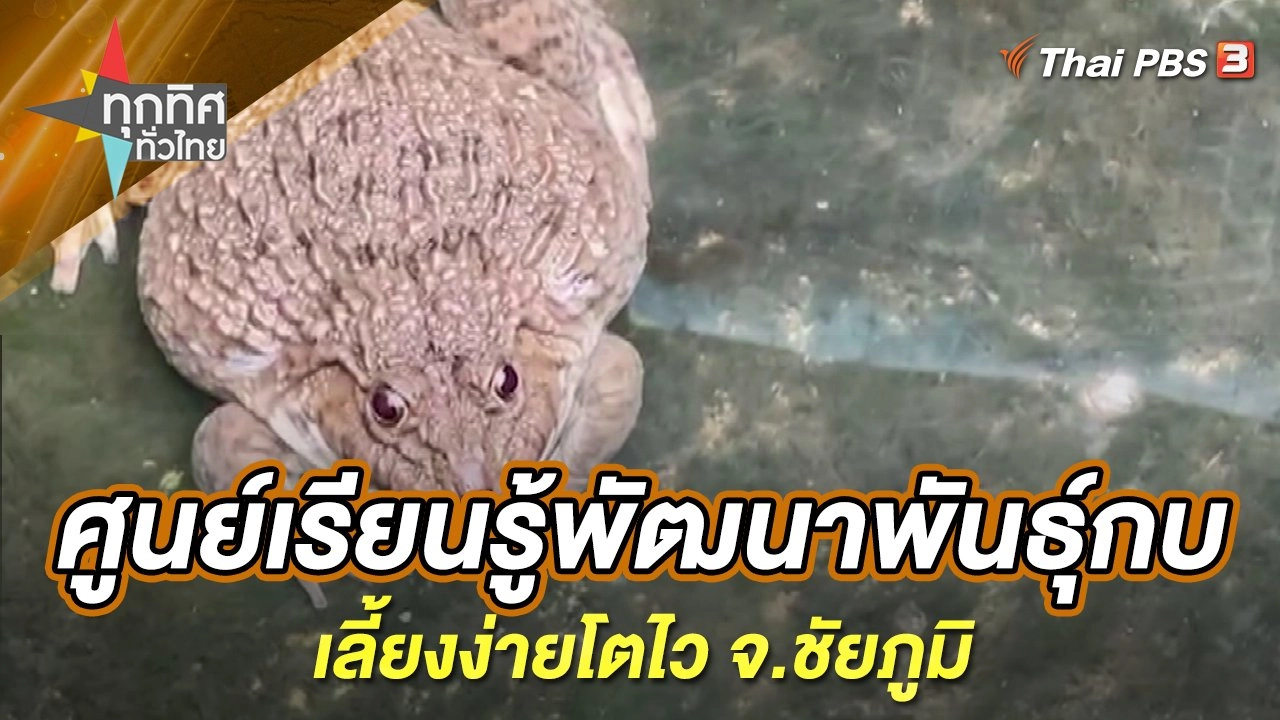 ศูนย์เรียนรู้พัฒนาพันธุ์กบเลี้ยงง่ายโตไว จ.ชัยภูมิ