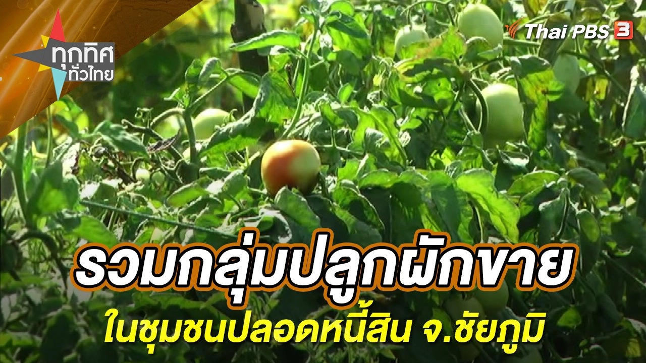 รวมกลุ่มปลูกผักขายในชุมชนปลอดหนี้สิน จ.ชัยภูมิ