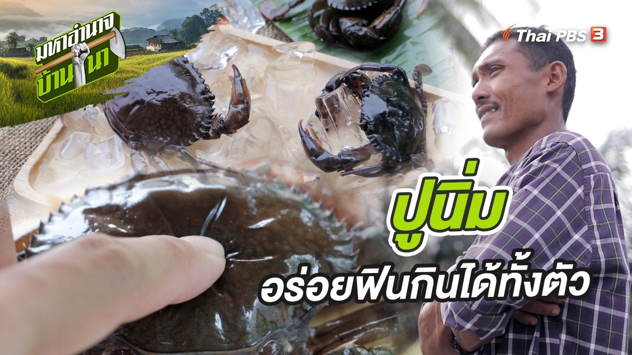 ปูนิ่ม อร่อยฟินกินได้ทั้งตัว