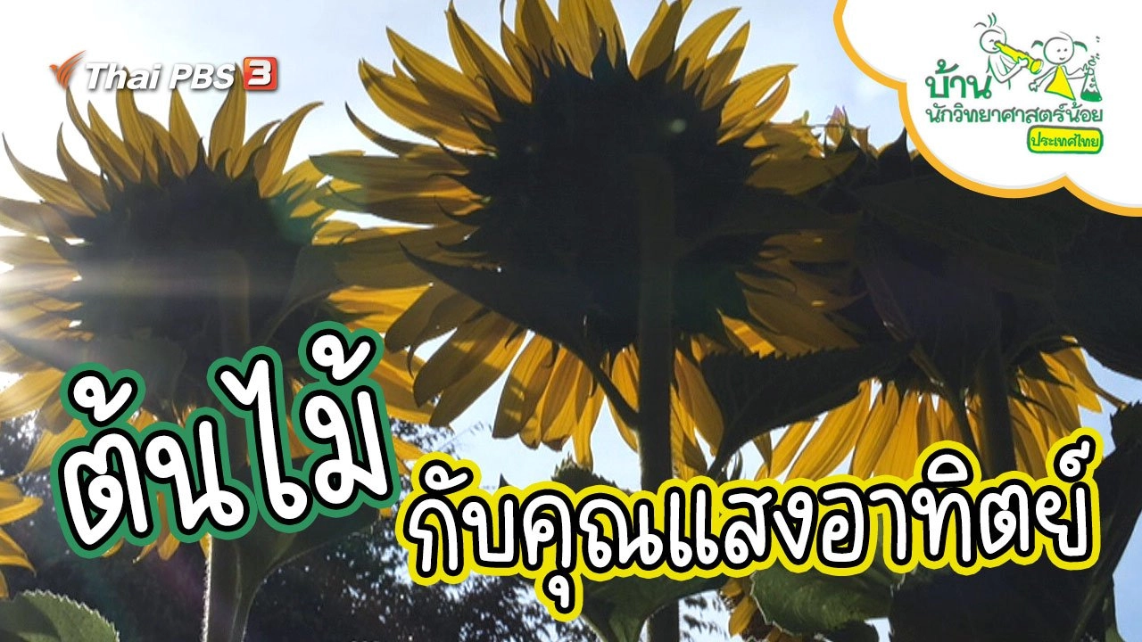 ต้นไม้กับคุณแสงอาทิตย์