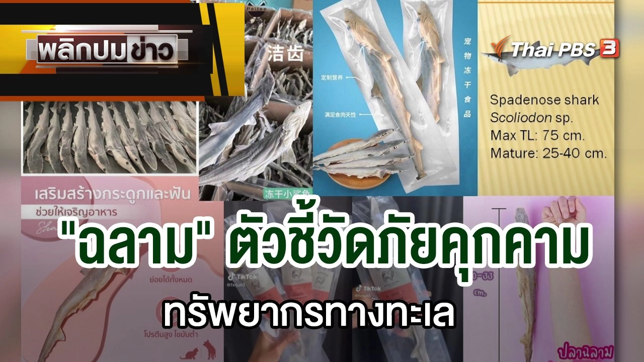 "ฉลาม" ตัวชี้วัดภัยคุกคาม ทรัพยากรทางทะเล