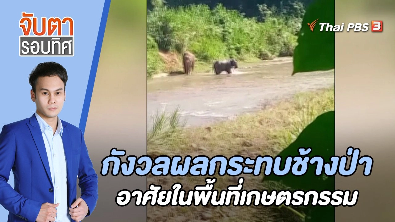 กังวลผลกระทบช้างป่าอาศัยในพื้นที่เกษตรกรรม | 30 พ.ย. 65