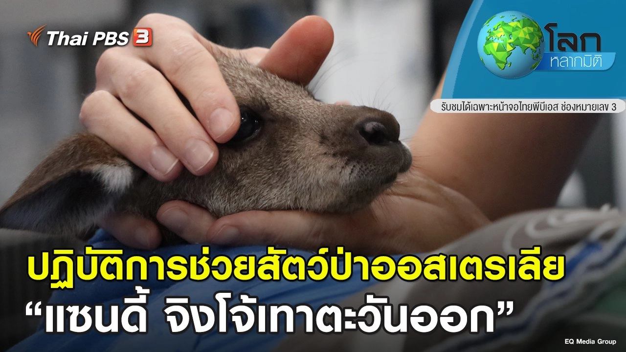 ปฏิบัติการช่วยสัตว์ป่าออสเตรเลีย ตอน แซนดี้ จิงโจ้เทาตะวันออก