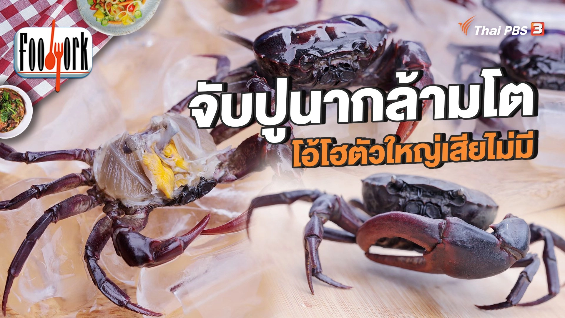 จับปูนากล้ามโต โอ้โฮตัวใหญ่เสียไม่มี