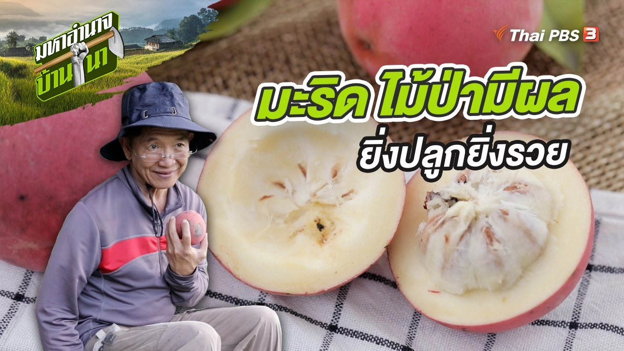 มะริด ไม้ป่ามีผล ยิ่งปลูกยิ่งรวย