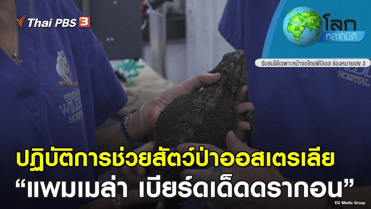 ปฏิบัติการช่วยสัตว์ป่าออสเตรเลีย ตอน แพมเมล่า เบียร์ดเด็ดดรากอน