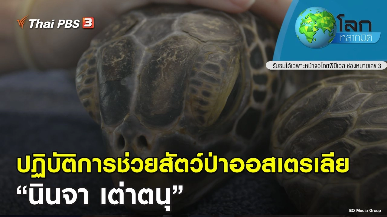 ปฏิบัติการช่วยสัตว์ป่าออสเตรเลีย ตอน นินจา เต่าตนุ