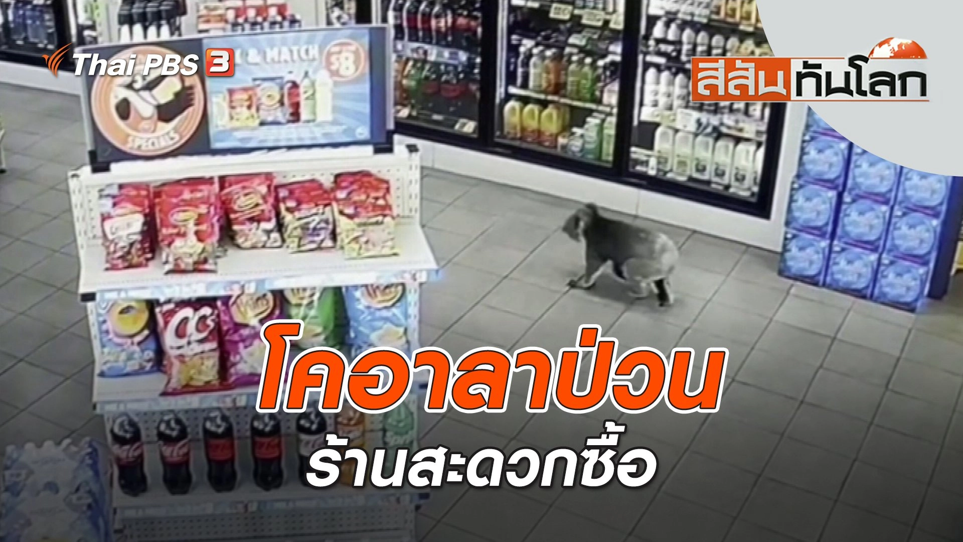 โคอาลาป่วนร้านสะดวกซื้อ | สีสันทันโลก | 11 มี.ค. 66
