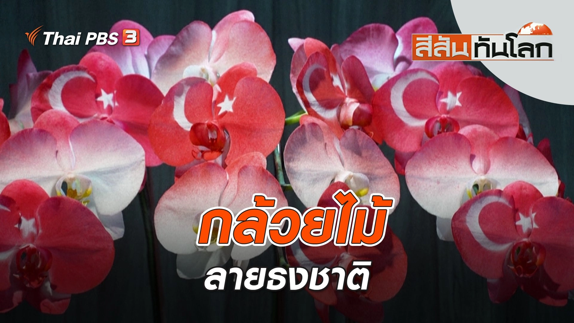 สีสันทันโลก