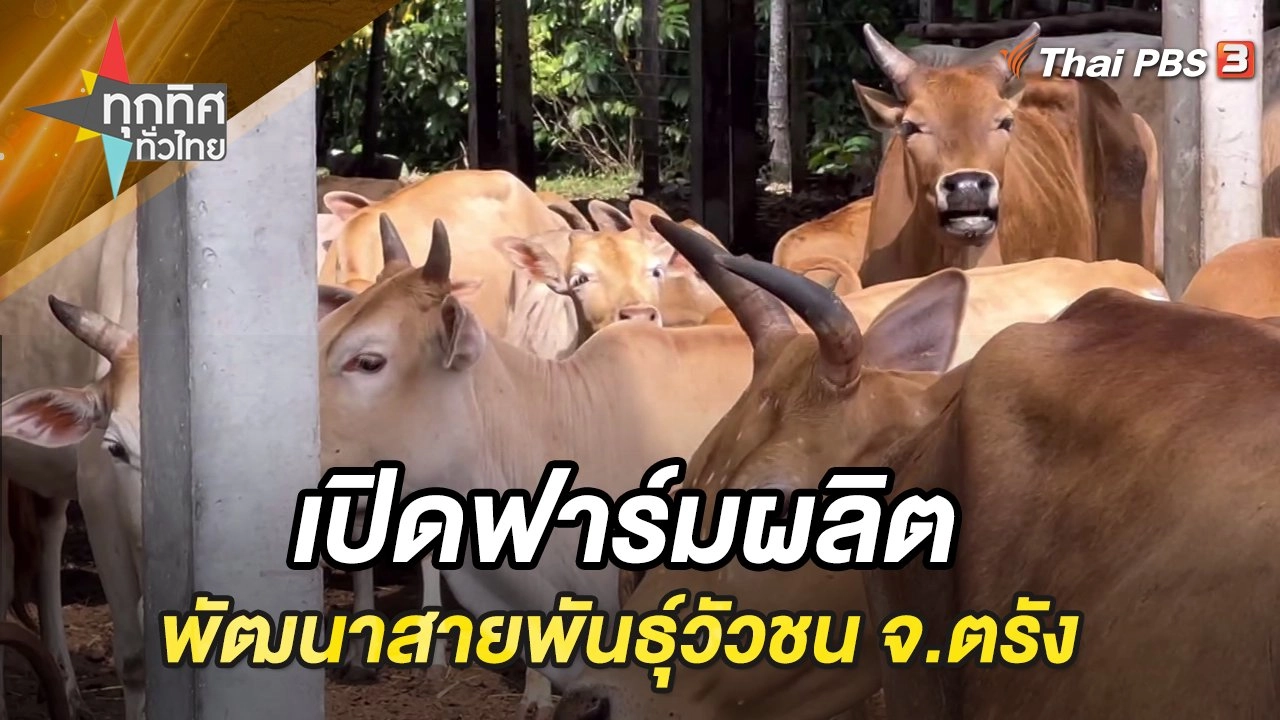 เปิดฟาร์มผลิตพัฒนาสายพันธุ์วัวชน จ.ตรัง