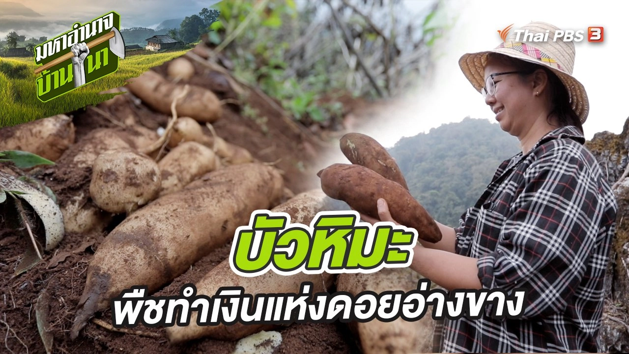 บัวหิมะ พืชทำเงินแห่งดอยอ่างขาง