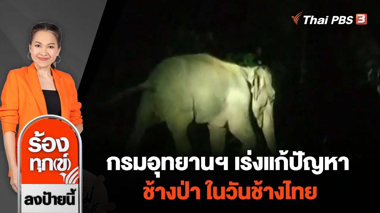 กรมอุทยานฯ เร่งแก้ปัญหาช้างป่า ในวันช้างไทย