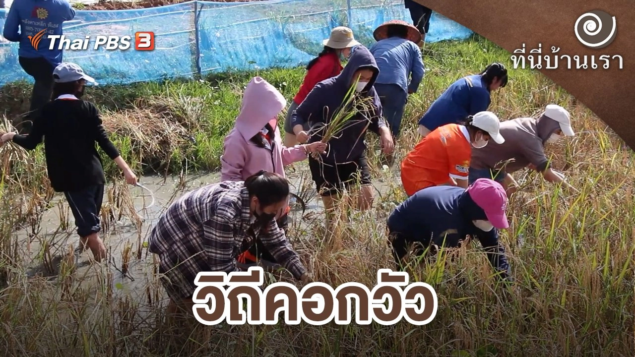 วิถีคอกวัว