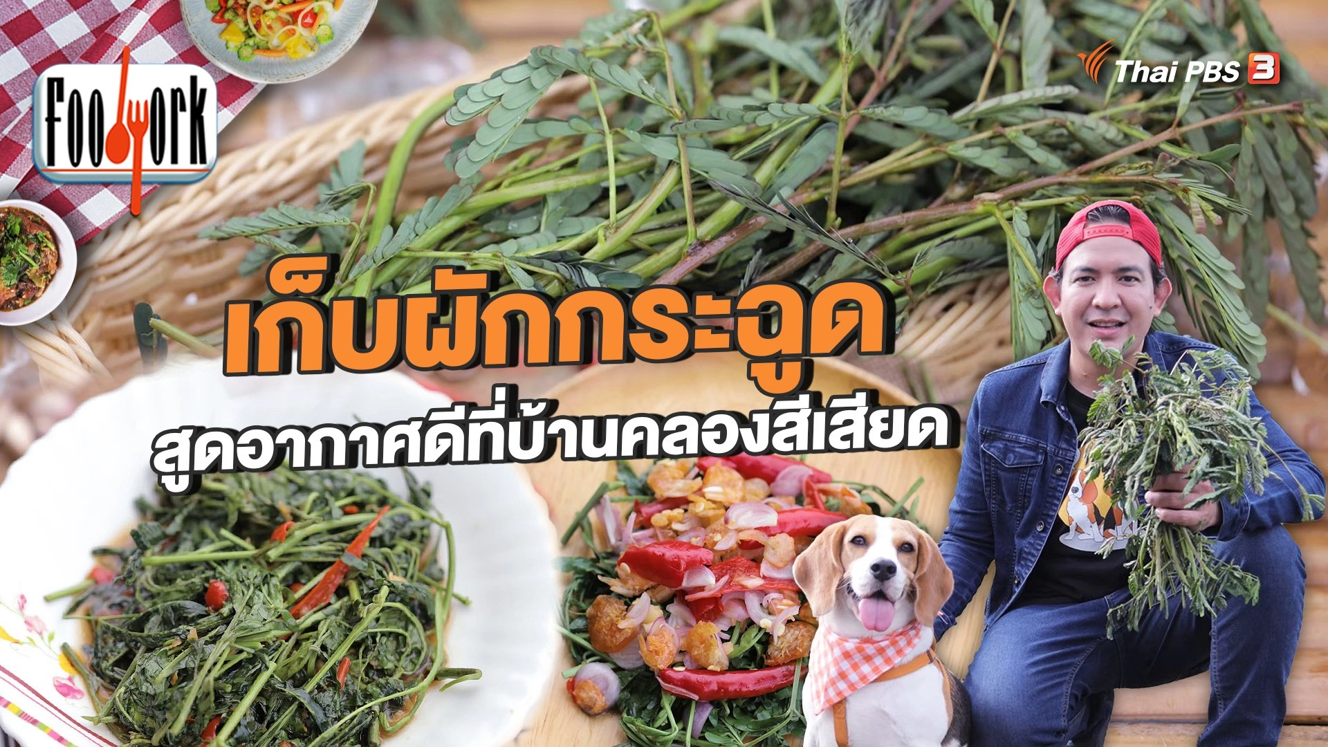 เก็บผักกระฉูด สูดอากาศดีที่บ้านคลองสีเสียด