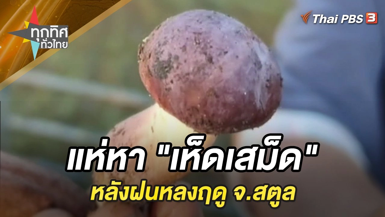 แห่หา "เห็ดเสม็ด" หลังฝนหลงฤดู จ.สตูล