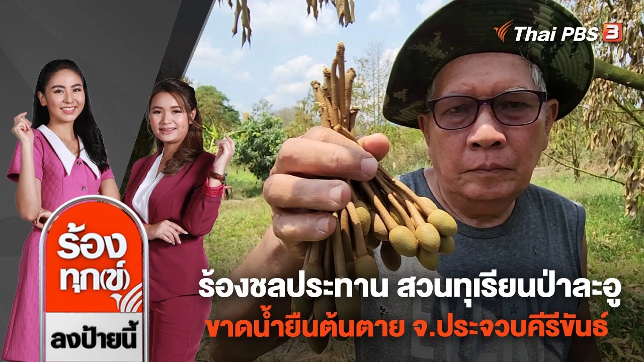 ร้องชลประทาน สวนทุเรียนป่าละอู ขาดน้ำยืนต้นตาย จ.ประจวบคีรีขันธ์