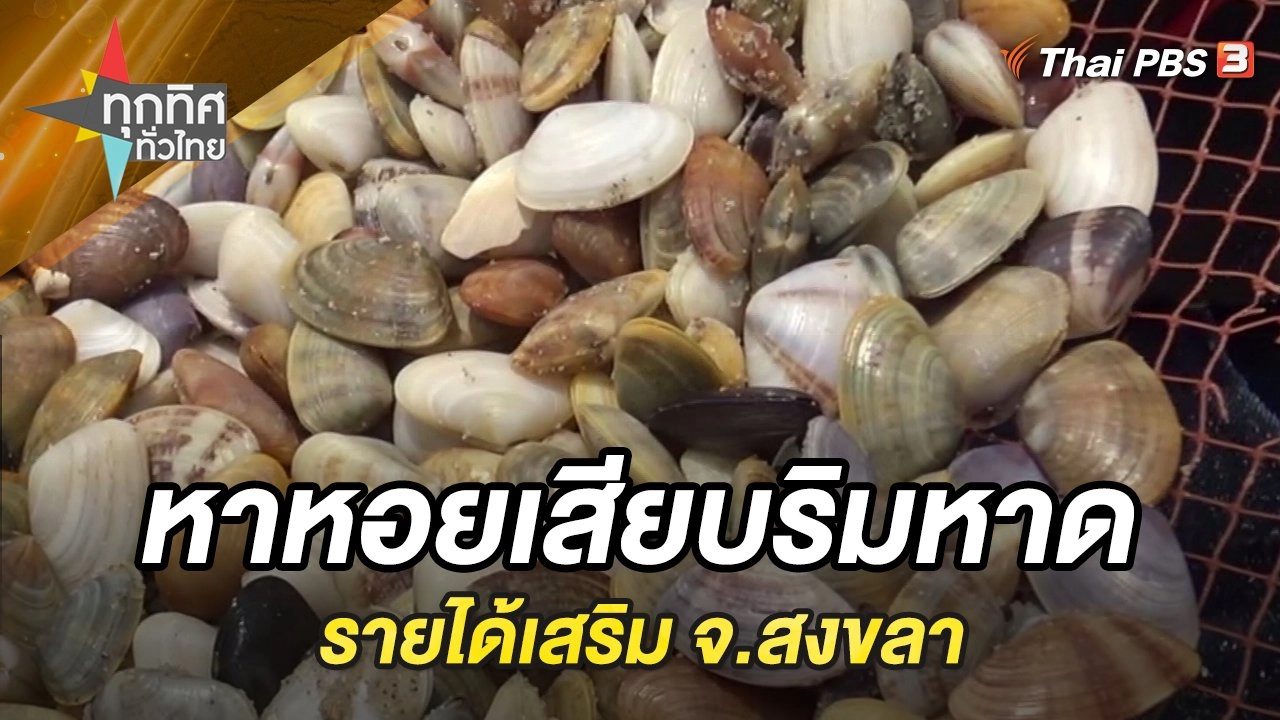 หาหอยเสียบริมหาดรายได้เสริม จ.สงขลา
