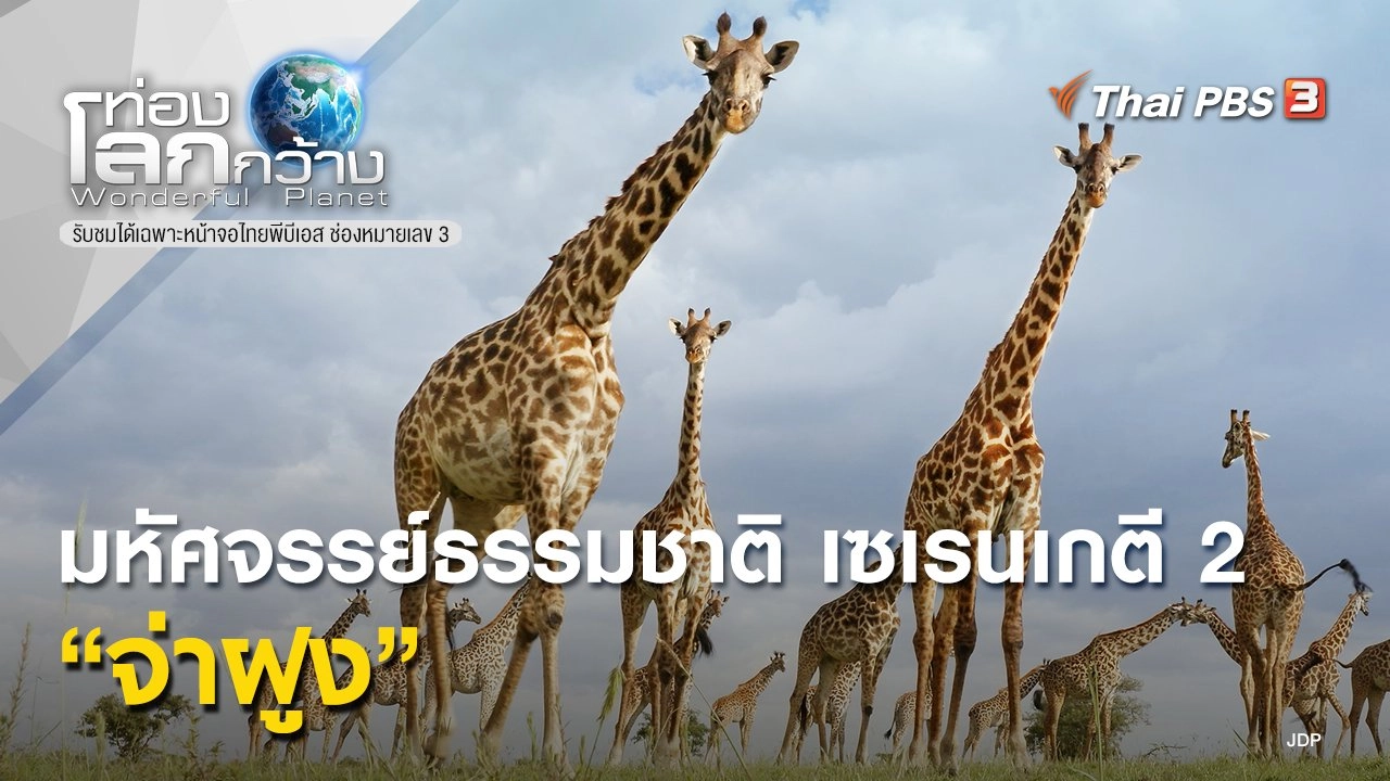 มหัศจรรย์ธรรมชาติ เซเรนเกตี 2 ตอน จ่าฝูง