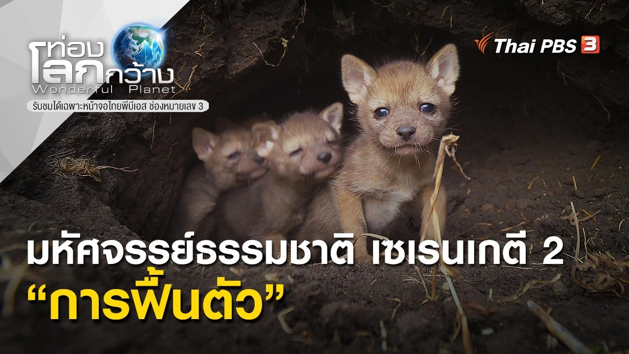 มหัศจรรย์ธรรมชาติ เซเรนเกตี 2 ตอน การฟื้นตัว