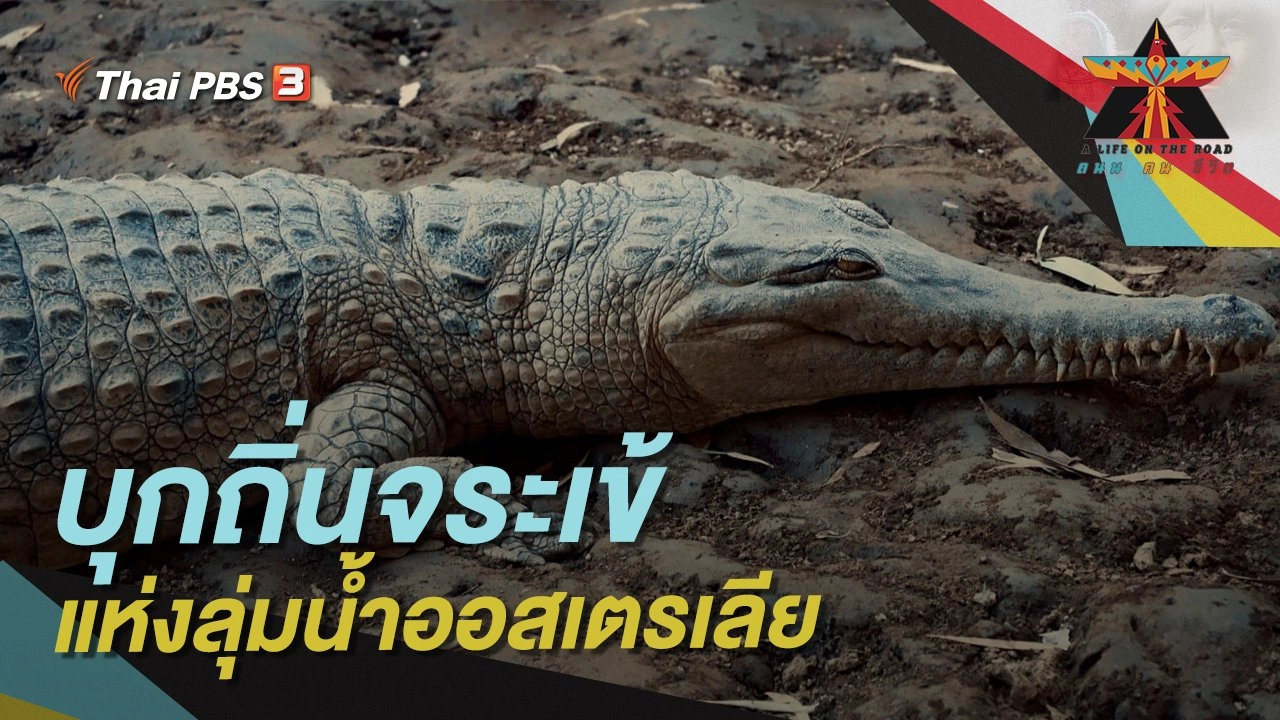 บุกถิ่นจระเข้แห่งลุ่มน้ำออสเตรเลีย