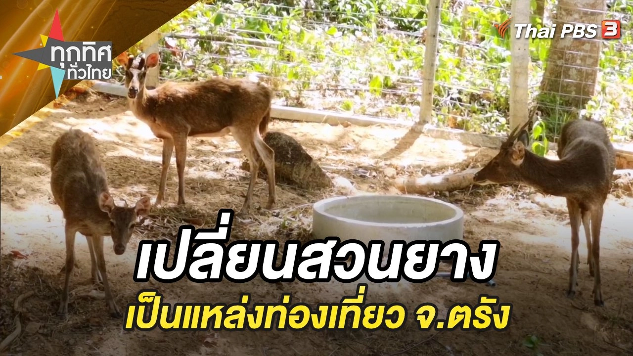 เปลี่ยนสวนยางเป็นแหล่งท่องเที่ยว จ.ตรัง