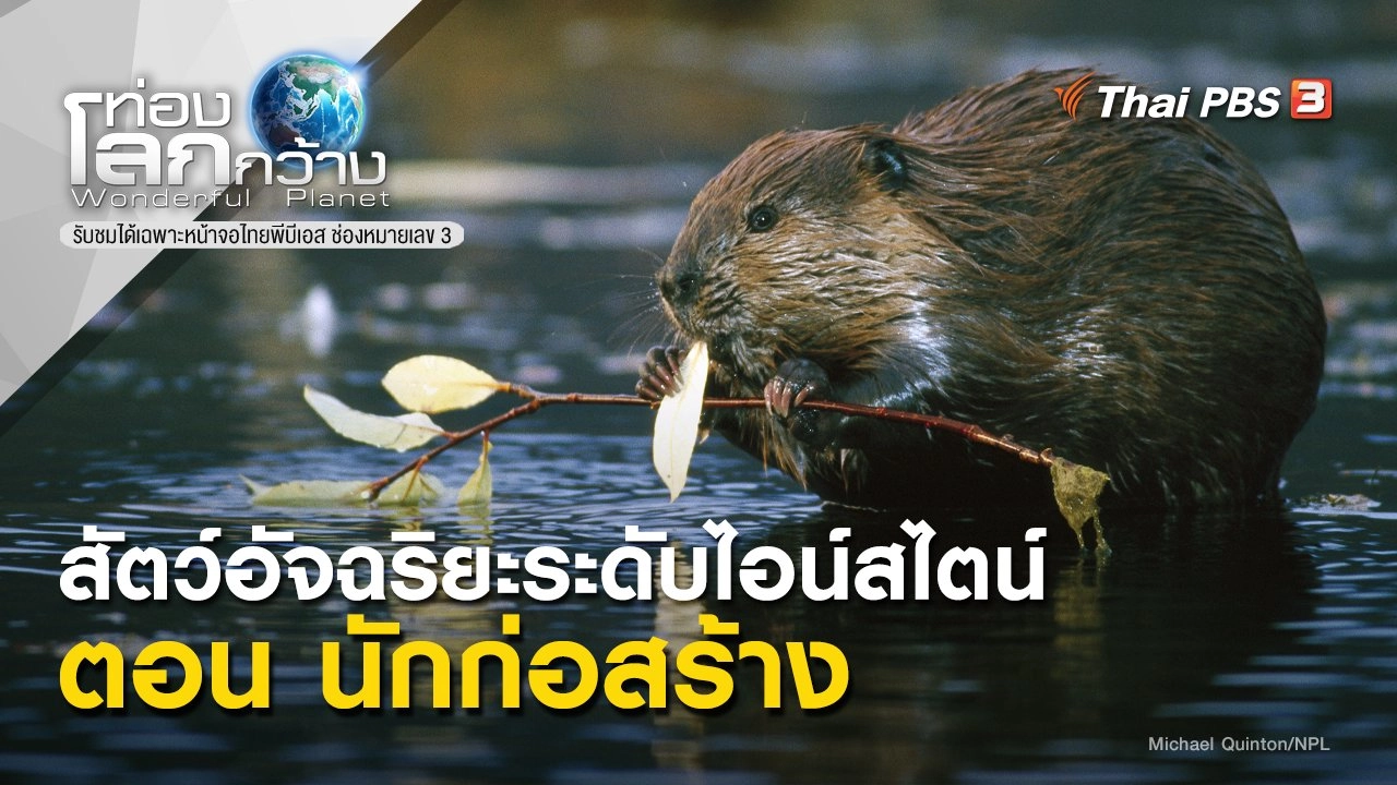 สัตว์อัจฉริยะระดับไอน์สไตน์ ตอน นักก่อสร้าง