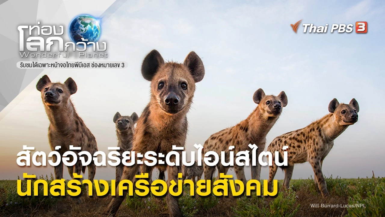 สัตว์อัจฉริยะระดับไอน์สไตน์ ตอน นักสร้างเครือข่ายสังคม