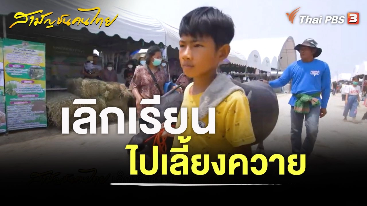 เลิกเรียนไปเลี้ยงควาย