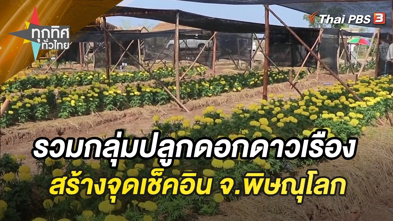 รวมกลุ่มปลูกดอกดาวเรือง สร้างจุดเช็คอิน จ.พิษณุโลก