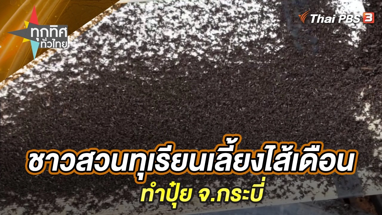 ชาวสวนทุเรียนเลี้ยงไส้เดือนทำปุ๋ย จ.กระบี่