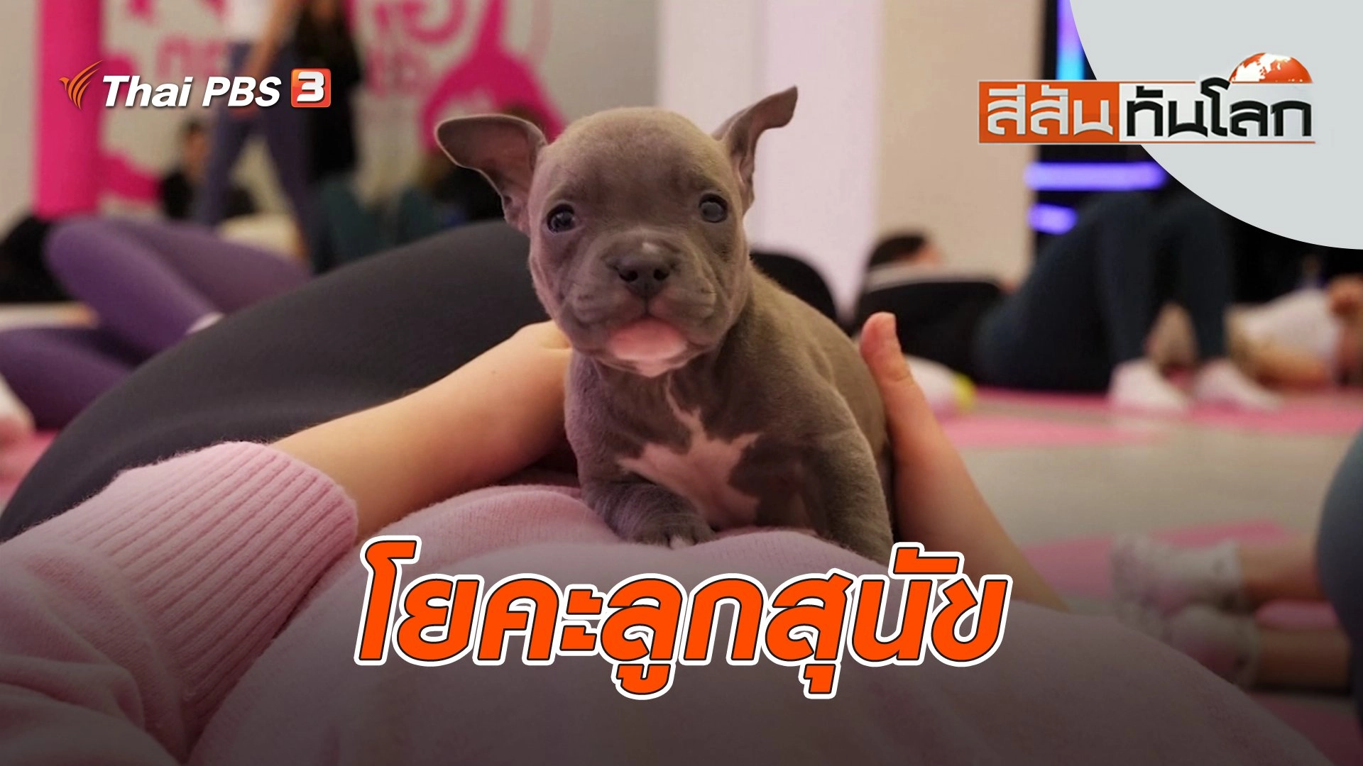 โยคะลูกสุนัข | สีสันทันโลก | 8 ม.ค. 66