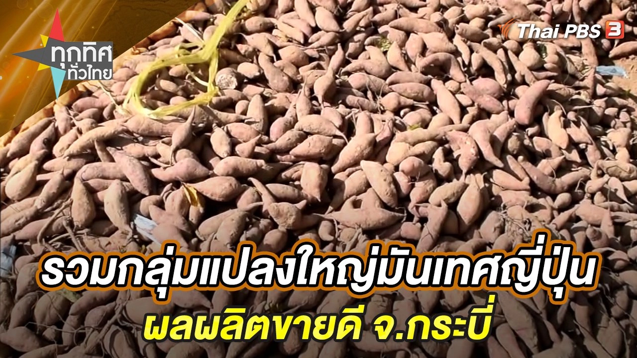 รวมกลุ่มแปลงใหญ่มันเทศญี่ปุ่นผลผลิตขายดี จ.กระบี่