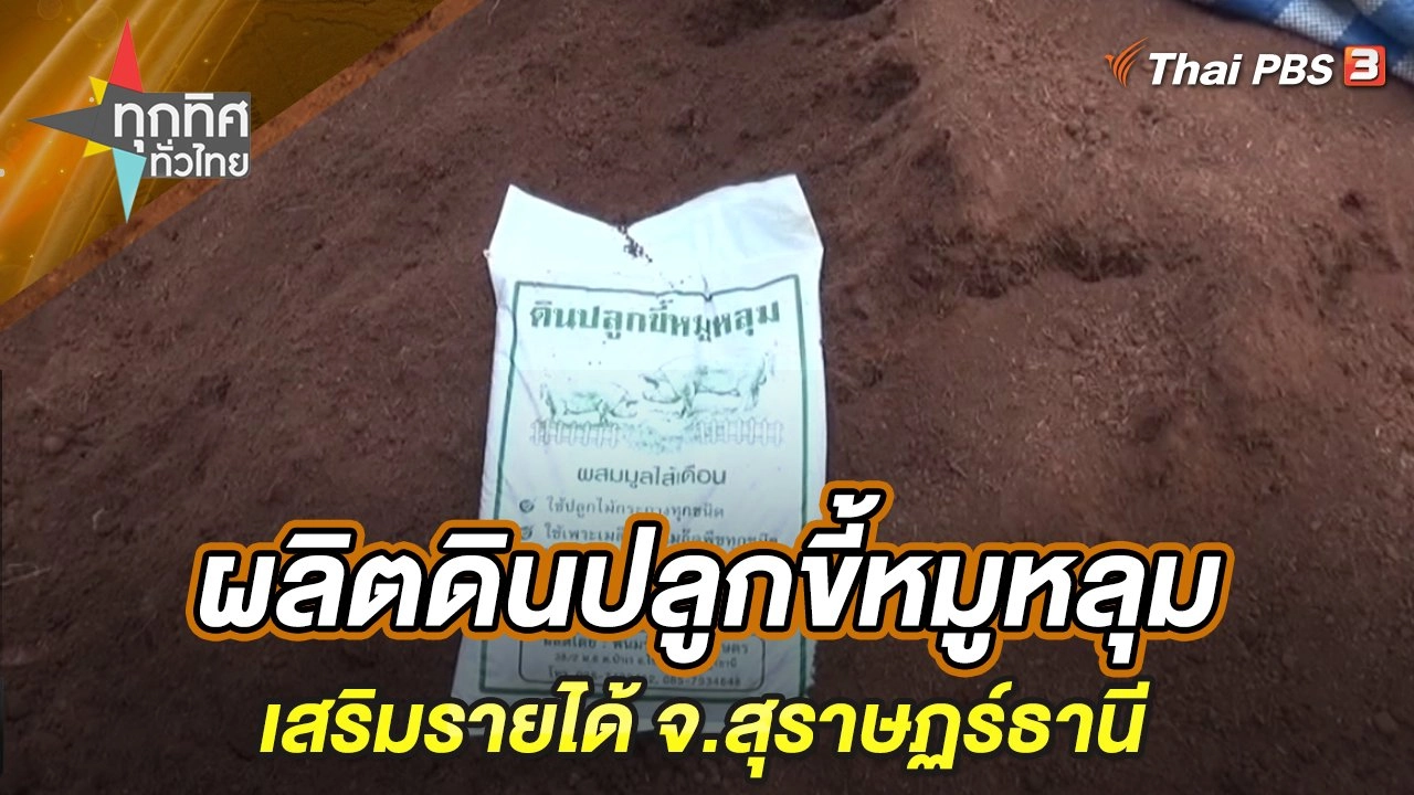 ผลิตดินปลูกขี้หมูหลุมเสริมรายได้ จ.สุราษฏร์ธานี