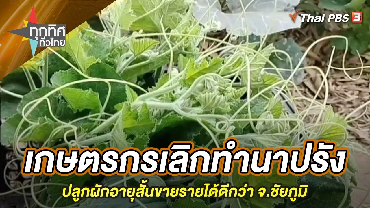 เกษตรกรเลิกทำนาปรัง ปลูกผักอายุสั้นขายรายได้ดีกว่า จ.ชัยภูมิ