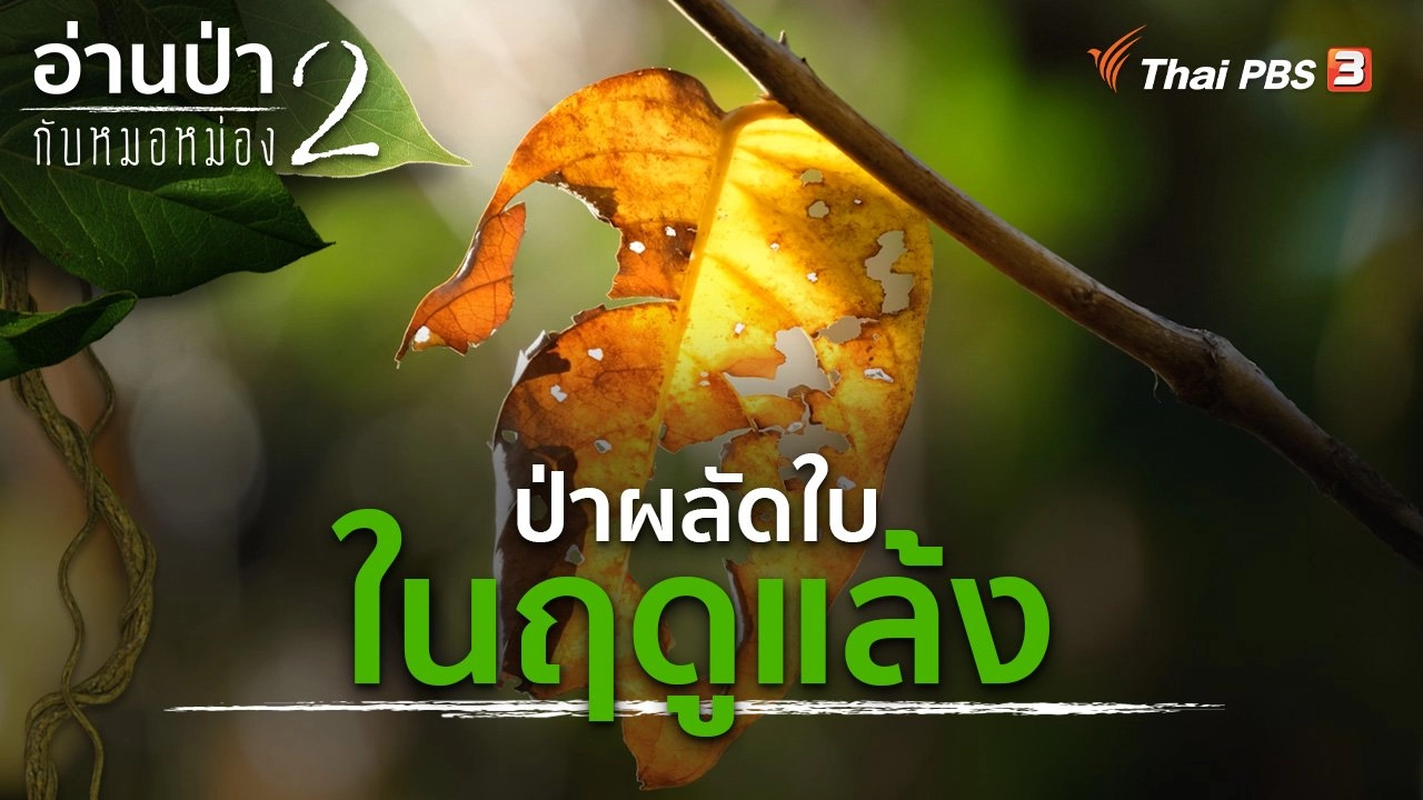 ป่าผลัดใบในฤดูแล้ง