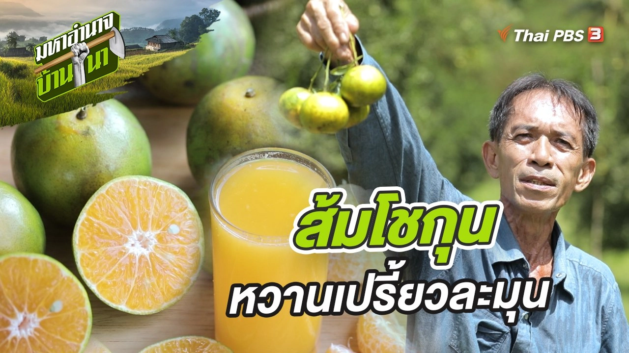 ส้มโชกุน หวานเปรี้ยวละมุน คุณต้องลอง