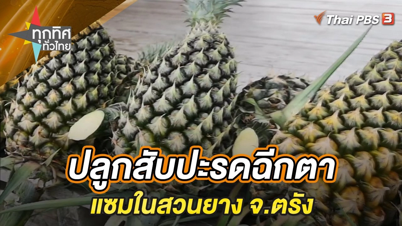 ปลูกสับปะรดฉีกตา​แซมในสวนยาง จ.ตรัง