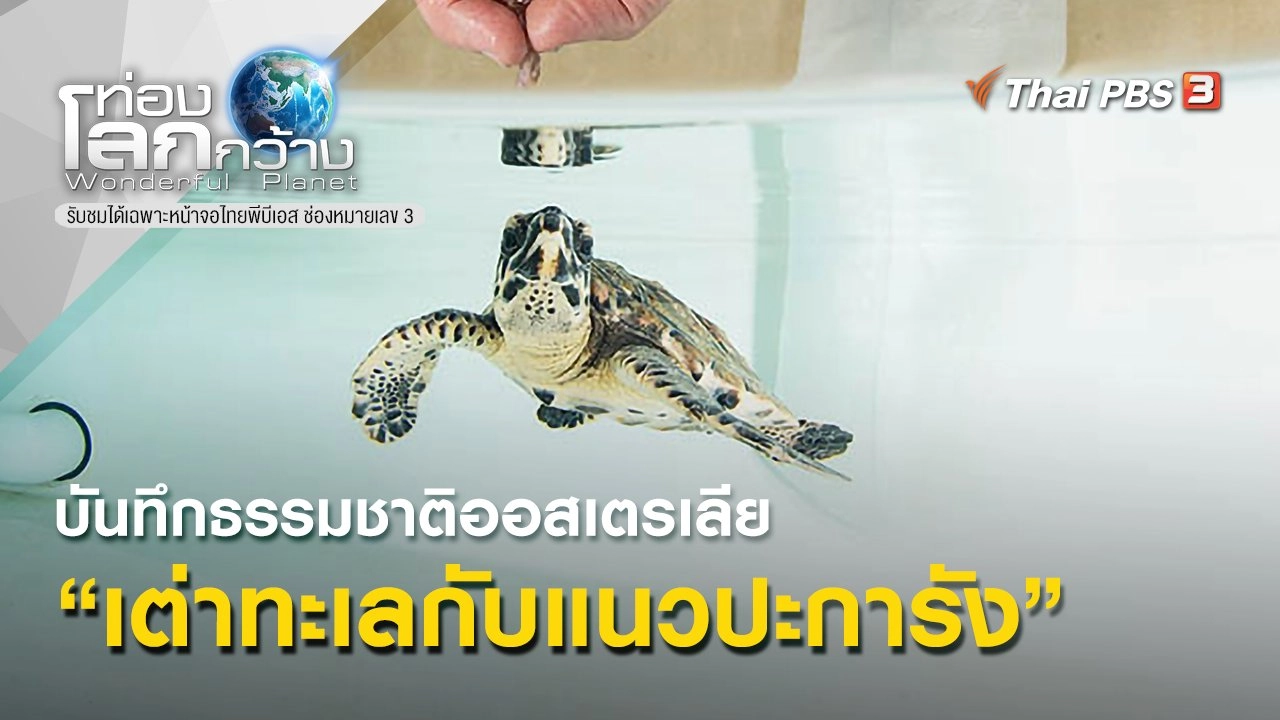 บันทึกธรรมชาติออสเตรเลีย ตอน เต่าทะเลกับแนวปะการัง