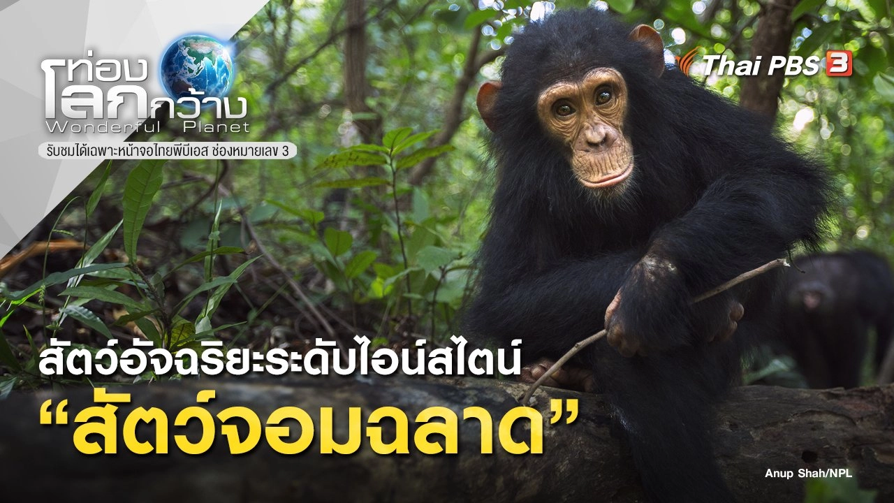 สัตว์อัจฉริยะระดับไอน์สไตน์ ตอน สัตว์จอมฉลาด