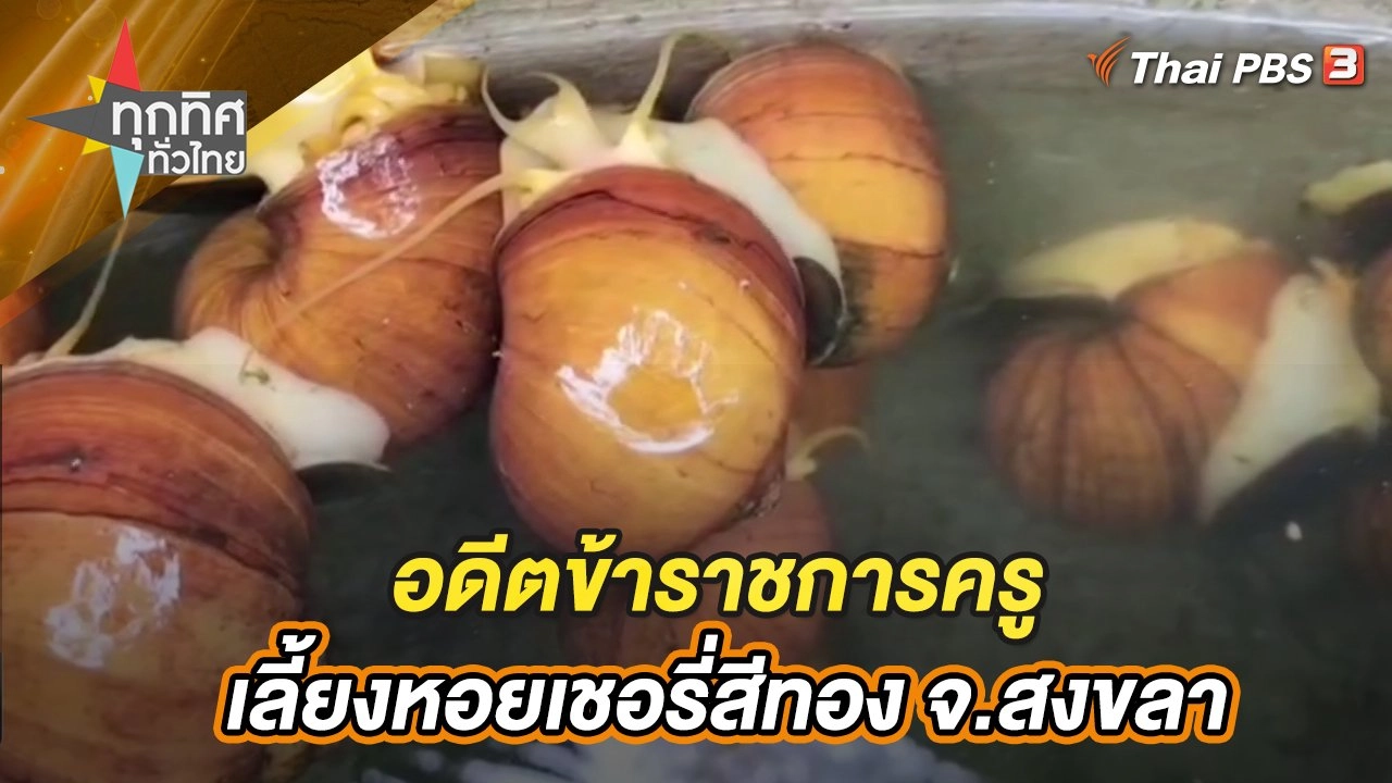 อดีตข้าราชการครูเลี้ยงหอยเชอรี่สีทอง จ.สงขลา