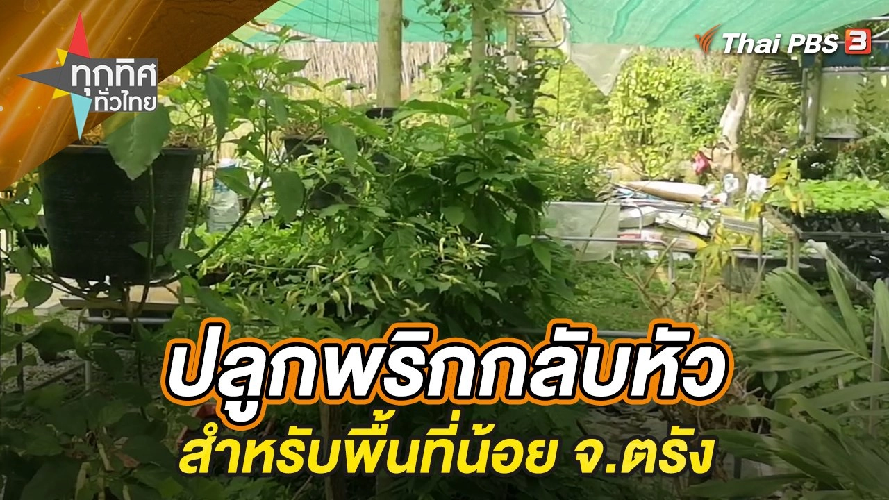 ปลูกพริกกลับหัวสำหรับพื้นที่น้อย จ.ตรัง