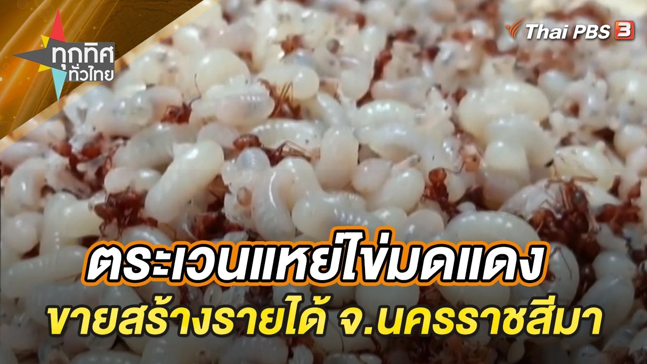 ตระเวนแหย่ไข่มดแดงขายสร้างรายได้ จ.นครราชสีมา